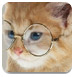 戴眼镜的小猫
